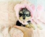 Small #1 Morkie