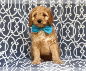 Cocker Spaniel-Poodle (Miniature) Mix Puppy for sale in LAKELAND, FL, USA