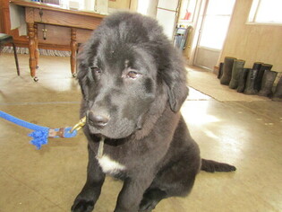 Newfoundland Puppy for sale in HUDSON, MI, USA