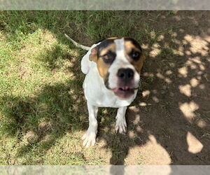 American Pit Bull Terrier-Unknown Mix Dogs for adoption in Tulsa, OK, USA