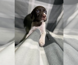 German Shorthaired Pointer Puppy for sale in PULASKI, NY, USA