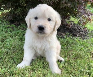 English Cream Golden Retriever Puppy for sale in GAMBIER, OH, USA