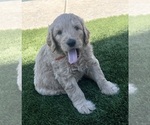 Small Photo #101 Goldendoodle Puppy For Sale in PHOENIX, AZ, USA