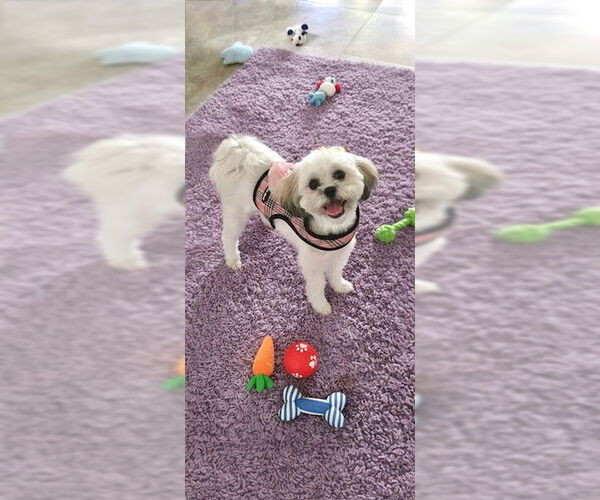 Medium Photo #8 Shih Tzu Puppy For Sale in Weston, FL, USA