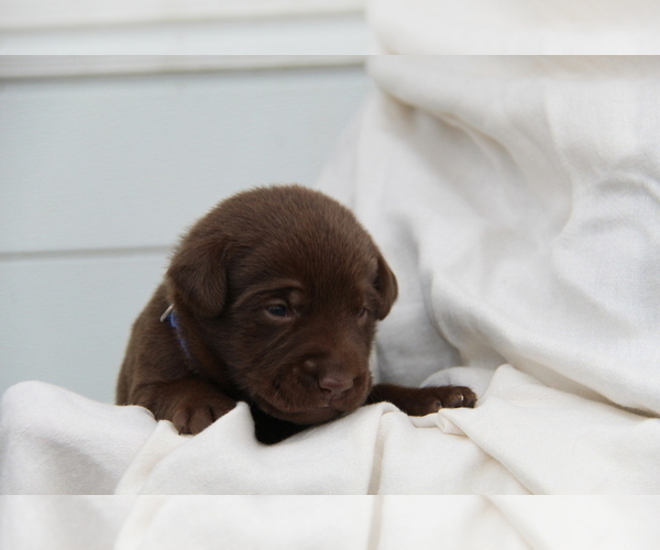 Medium Photo #6 Labrador Retriever Puppy For Sale in HYDE PARK, VT, USA