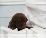 Small #5 Labrador Retriever