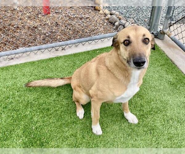 Medium Photo #2 Aussiedor Puppy For Sale in Jackson, CA, USA