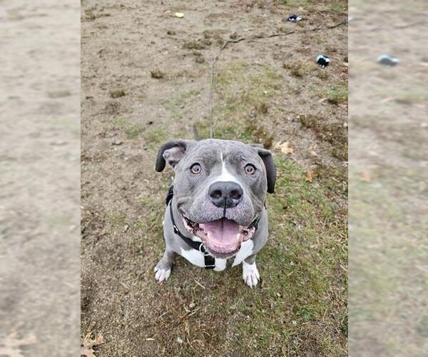 Medium Photo #1 Mutt Puppy For Sale in Boston, MA, USA