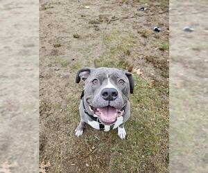 Mutt Dogs for adoption in Boston, MA, USA