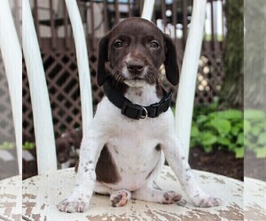 German Shorthaired Pointer Puppy for sale in NARVON, PA, USA
