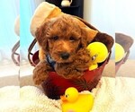 Puppy Chester Miniature Labradoodle