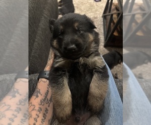 Medium German Shepherd Dog