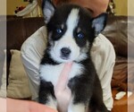 Small Photo #1 Siberian Husky Puppy For Sale in TRUSSVILLE, AL, USA