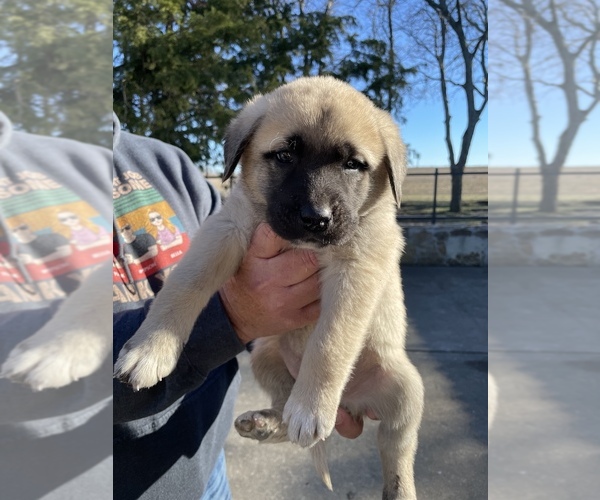 Medium Photo #4 Anatolian Shepherd Puppy For Sale in VAN ALSTYNE, TX, USA