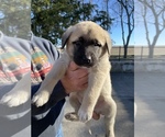 Small Photo #4 Anatolian Shepherd Puppy For Sale in VAN ALSTYNE, TX, USA