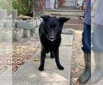 Small #6 German Shepherd Dog Mix