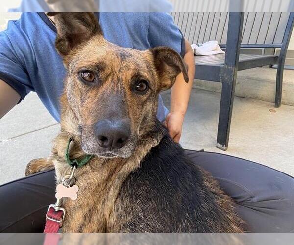 Medium Photo #2 Australian Shepherd-Unknown Mix Puppy For Sale in Berkeley , CA, USA