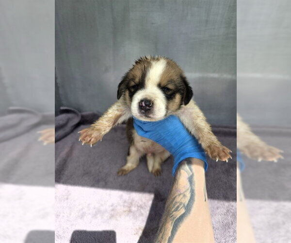 Medium Photo #1 Great Pyrenees-Unknown Mix Puppy For Sale in Conroe, TX, USA