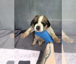 Small Great Pyrenees Mix
