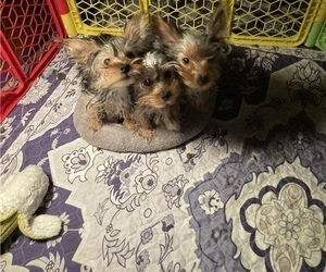 Yorkshire Terrier Puppy for sale in SAINT LOUIS, MO, USA