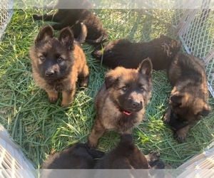 German Shepherd Dog Puppy for sale in MITCHELL, IN, USA