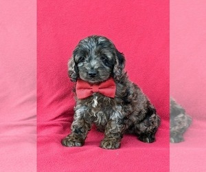 Cock-A-Poo Puppy for sale in KIRKWOOD, PA, USA