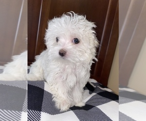 Maltese Puppy for sale in JOLIET, IL, USA