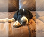 Small Photo #7 Great Dane Puppy For Sale in BUNCETON, MO, USA