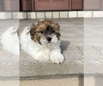 Small #3 Havanese