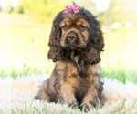 Small Photo #28 Cocker Spaniel Puppy For Sale in WARSAW, IN, USA