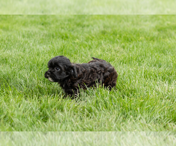 Medium Photo #4 Shih-Poo Puppy For Sale in NAPPANEE, IN, USA