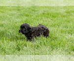 Small #3 Shih-Poo