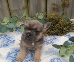 Small #8 French Bulldog