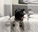 Small #9 Collie-Labrador Retriever Mix