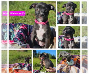 Mutt Dogs for adoption in Wakefield, RI, USA