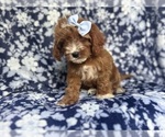 Small #7 Cavapoo
