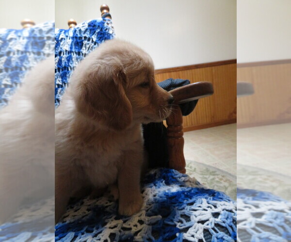 Medium Photo #14 Golden Retriever Puppy For Sale in MECHANICSVILLE, MD, USA