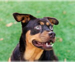 Small #2 Labrador Retriever Mix