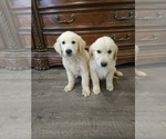 Small #2 Golden Retriever