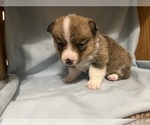 Puppy Puppy 2 Pembroke Welsh Corgi
