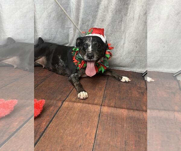 Medium Photo #10 Catahoula Leopard Dog-Labrador Retriever Mix Puppy For Sale in Rockwall, TX, USA