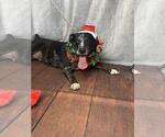 Small #9 Catahoula Leopard Dog-Labrador Retriever Mix