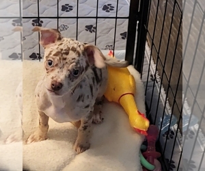 Chihuahua Puppy for sale in BLUE RIVER, WI, USA