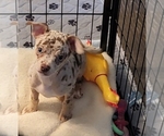 Image preview for Ad Listing. Nickname: Merle