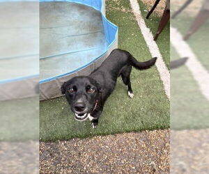 Collie-Unknown Mix Dogs for adoption in New Orleans, LA, USA