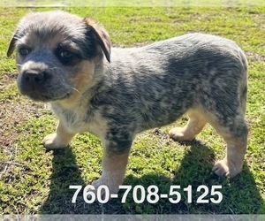 Australian Cattle Dog Puppy for Sale in RAMONA, California USA