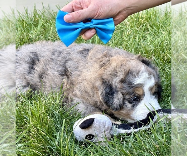 Medium Photo #6 Bernedoodle (Miniature) Puppy For Sale in ROY, UT, USA