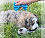 Small #5 Bernedoodle (Miniature)