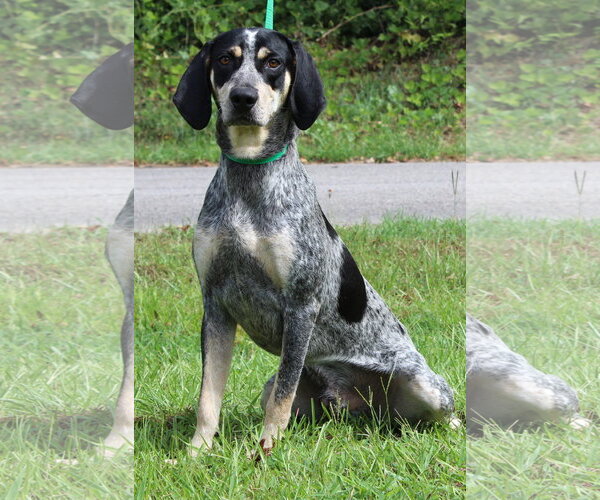 Medium Photo #3 Bluetick Coonhound-Unknown Mix Puppy For Sale in Prattville, AL, USA