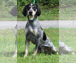 Small #2 Bluetick Coonhound Mix